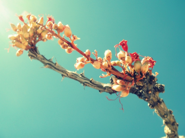 flowering thorn tree